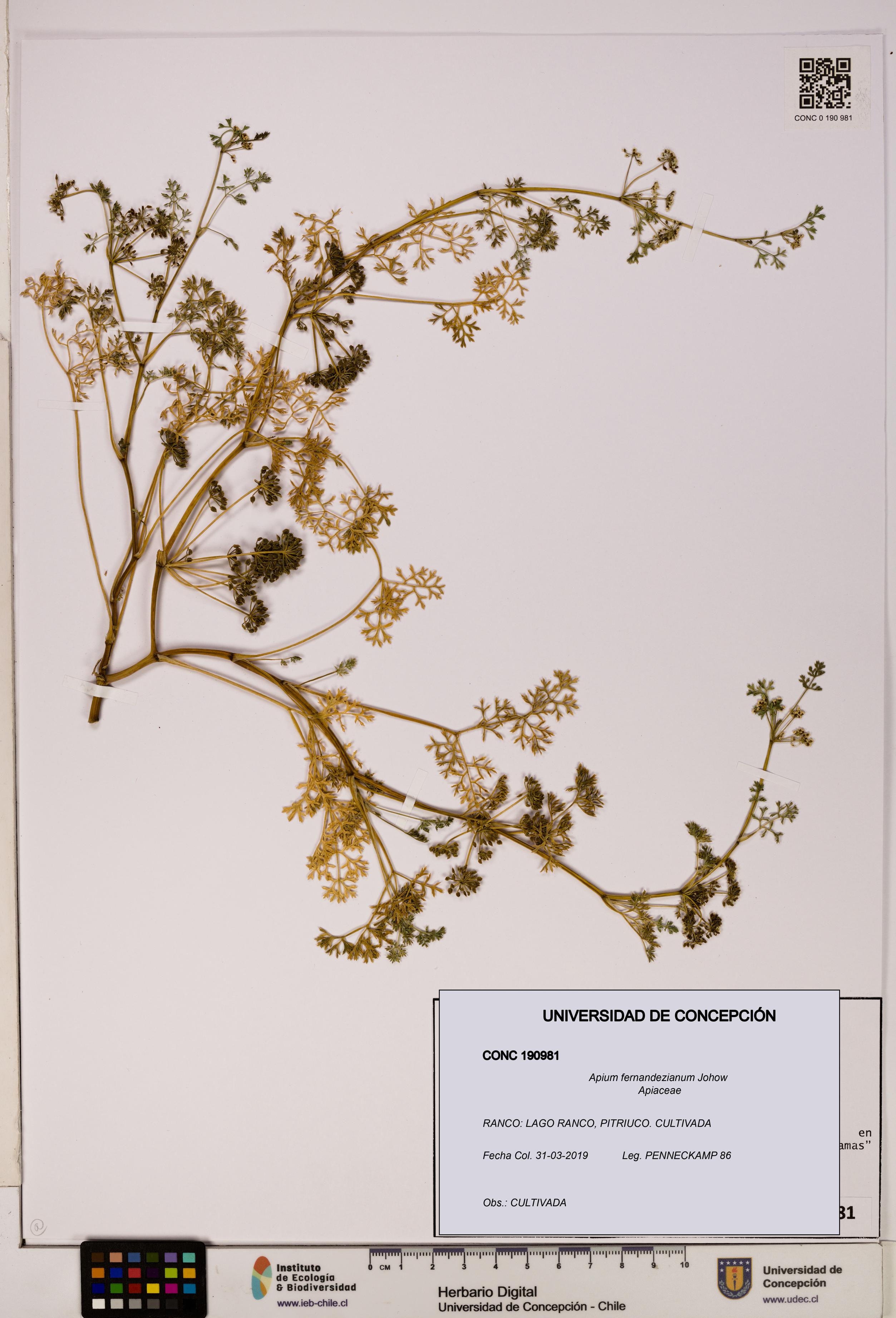 Apium fernandezianum [Espécimen: UDEC:CONC:0190981]