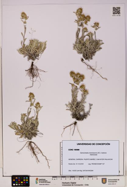 Gamochaeta chamissonis [Espécimen: UDEC:CONC:0190986]