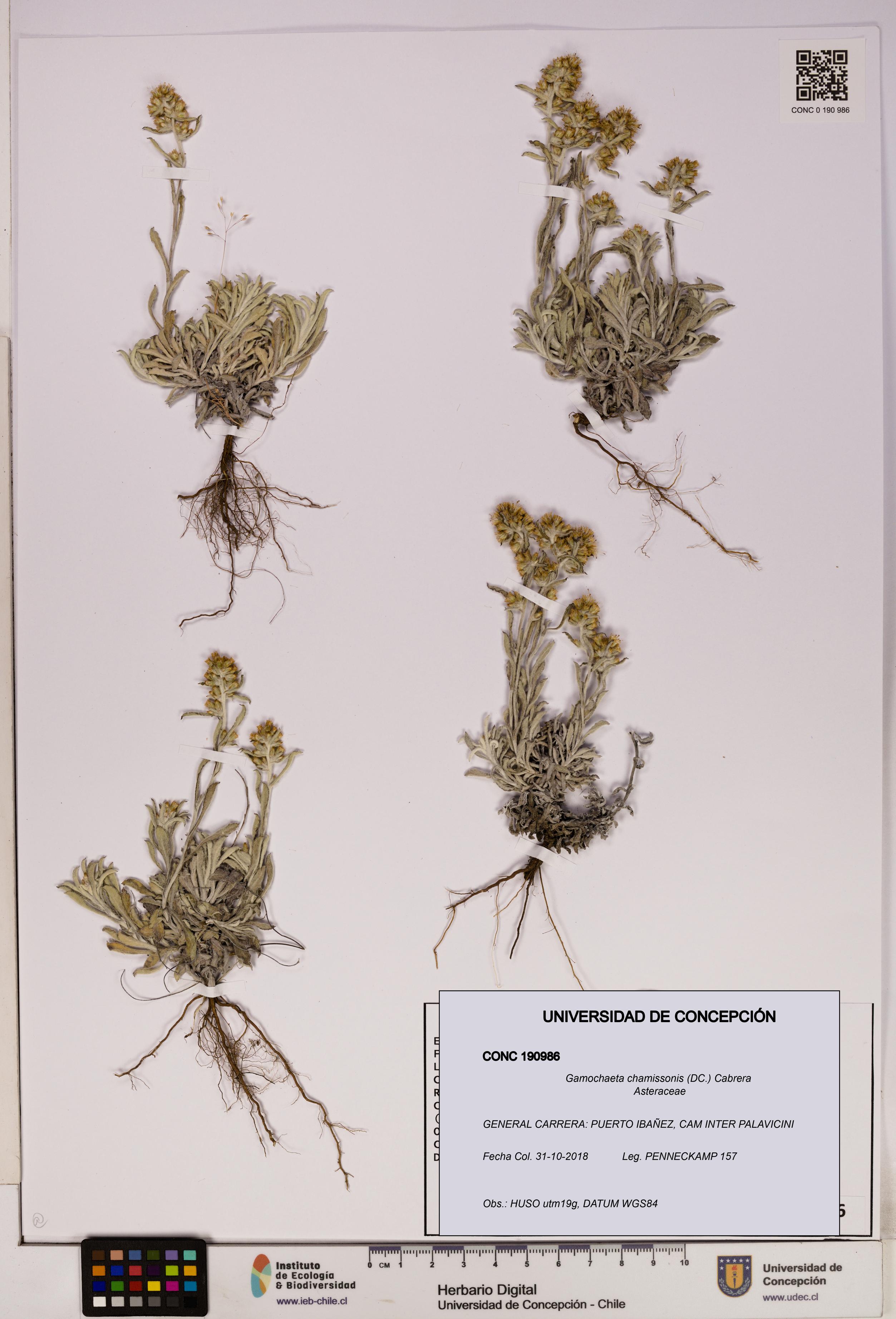 Gamochaeta chamissonis [Espécimen: UDEC:CONC:0190986]