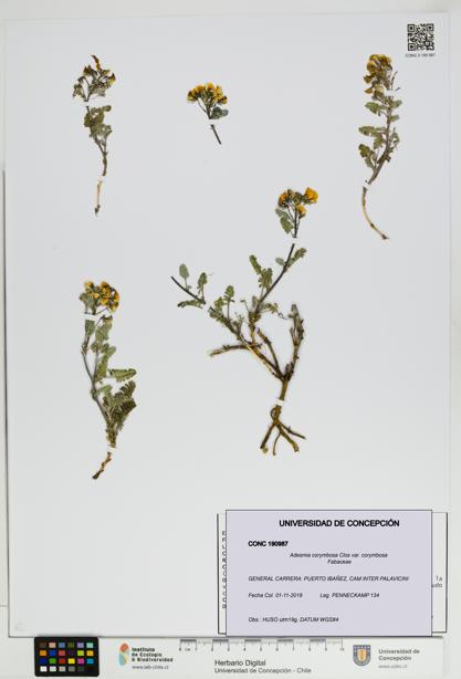 Adesmia corymbosa var. corymbosa [Espécimen: ]