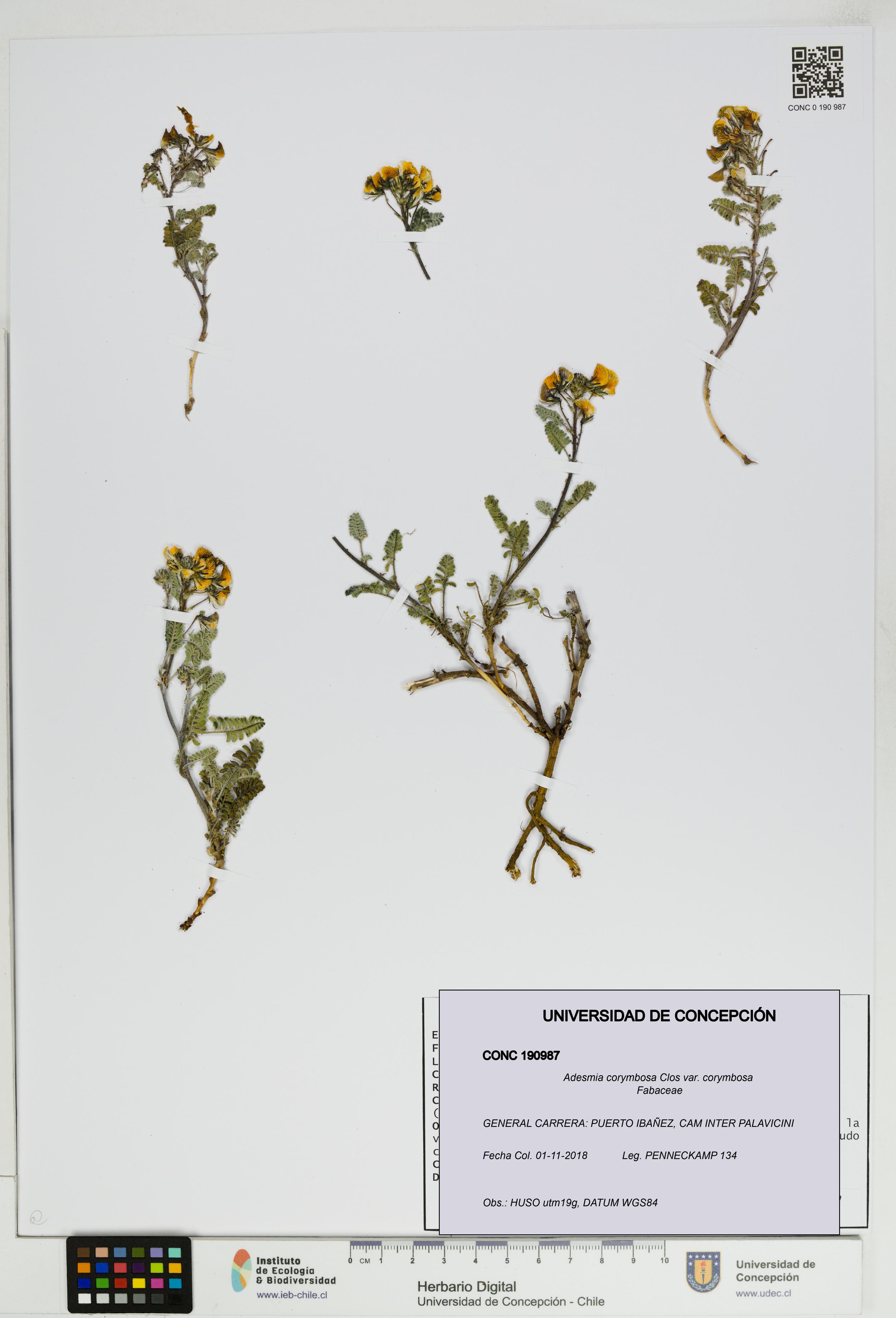 Adesmia corymbosa var. corymbosa [Espécimen: UDEC:CONC:0190987]
