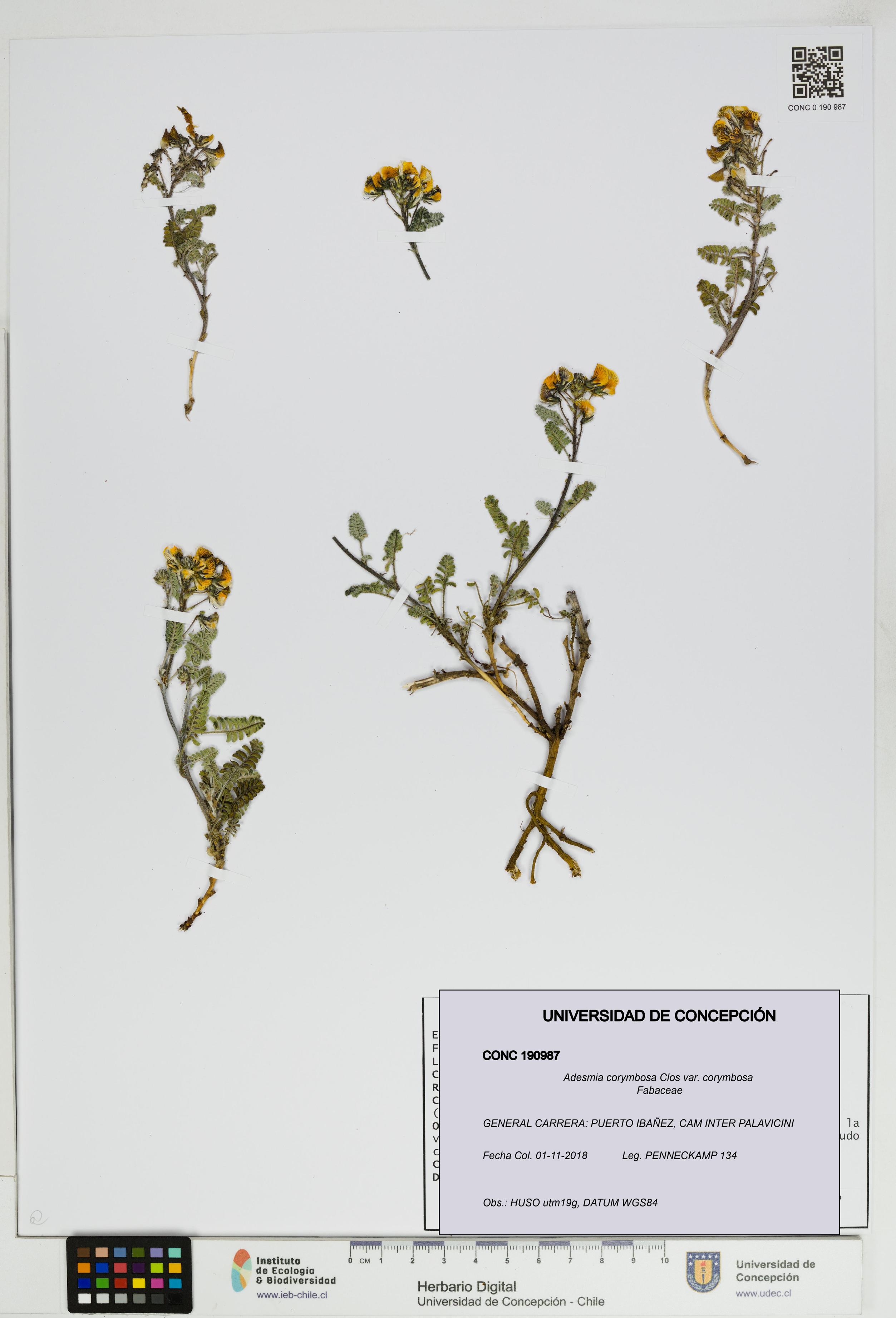 Adesmia corymbosa var. corymbosa [Espécimen: ]