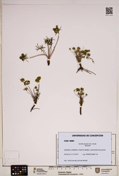 Azorella acaulis [Espécimen: ]