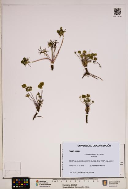 Azorella acaulis [Espécimen: ]