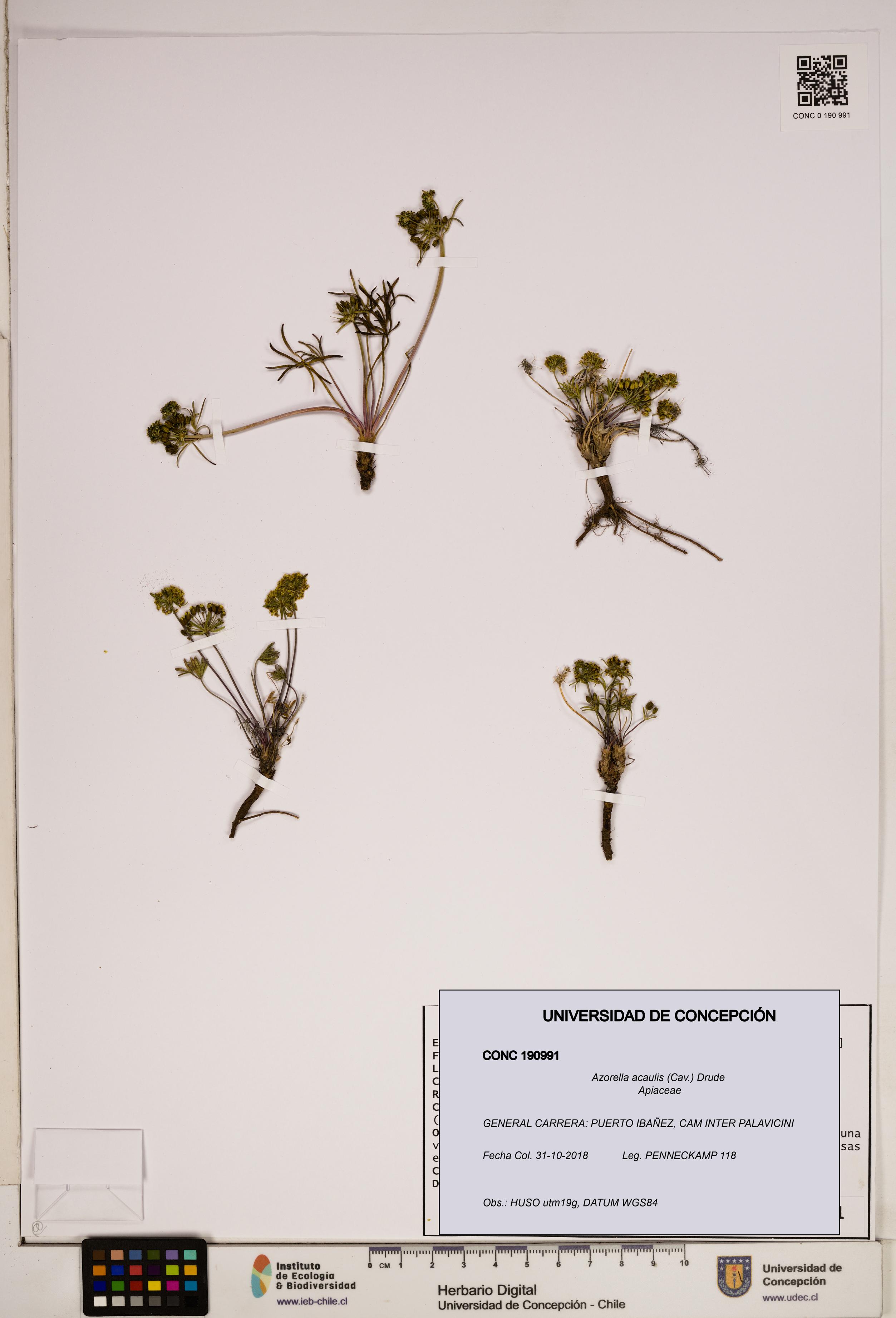 Azorella acaulis [Espécimen: ]