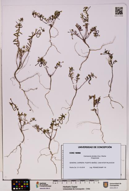 Camissonia dentata [Espécimen: UDEC:CONC:0190992]