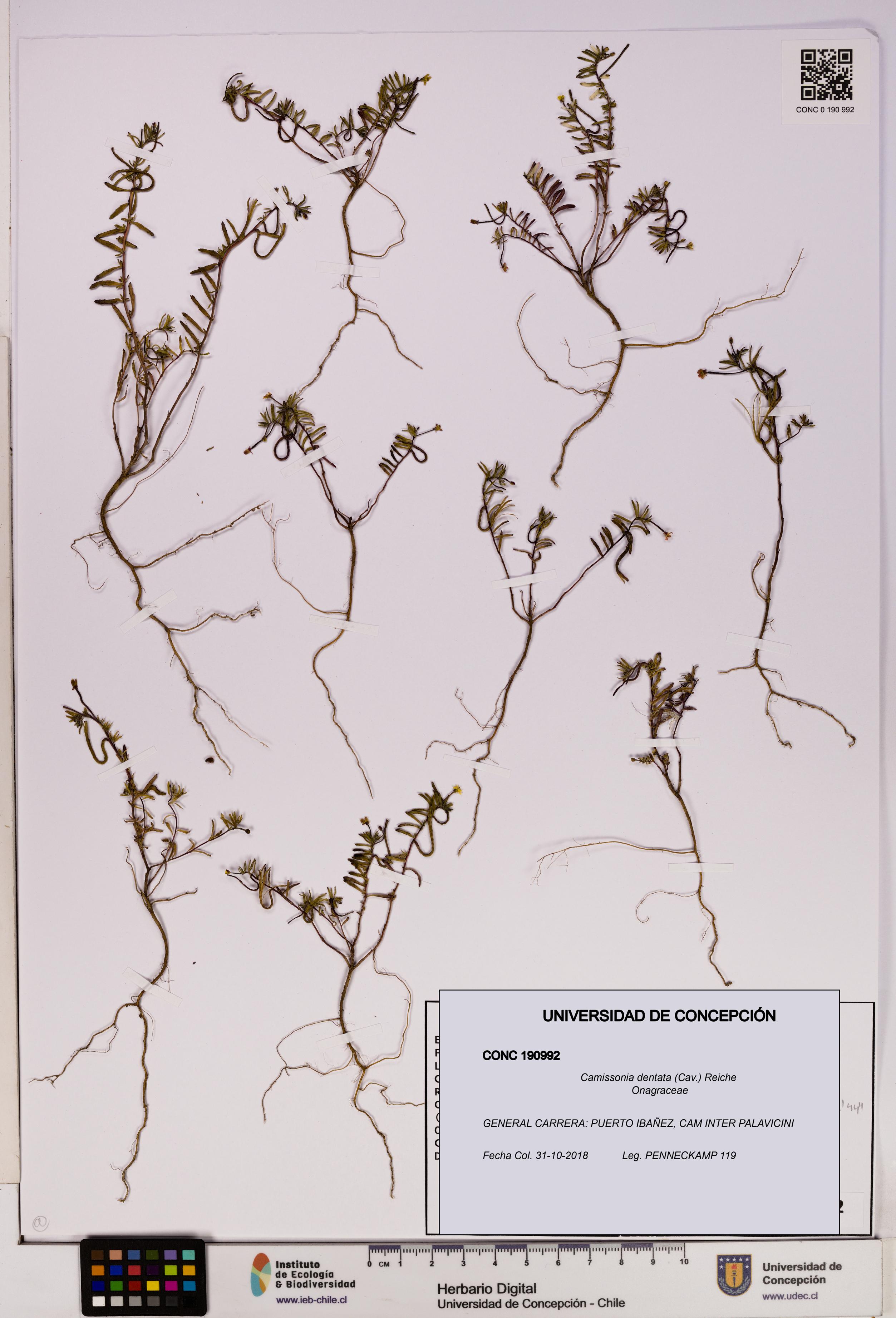 Camissonia dentata [Espécimen: UDEC:CONC:0190992]