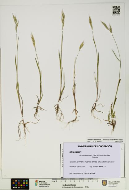 Bromus setifolius [Espécimen: ]