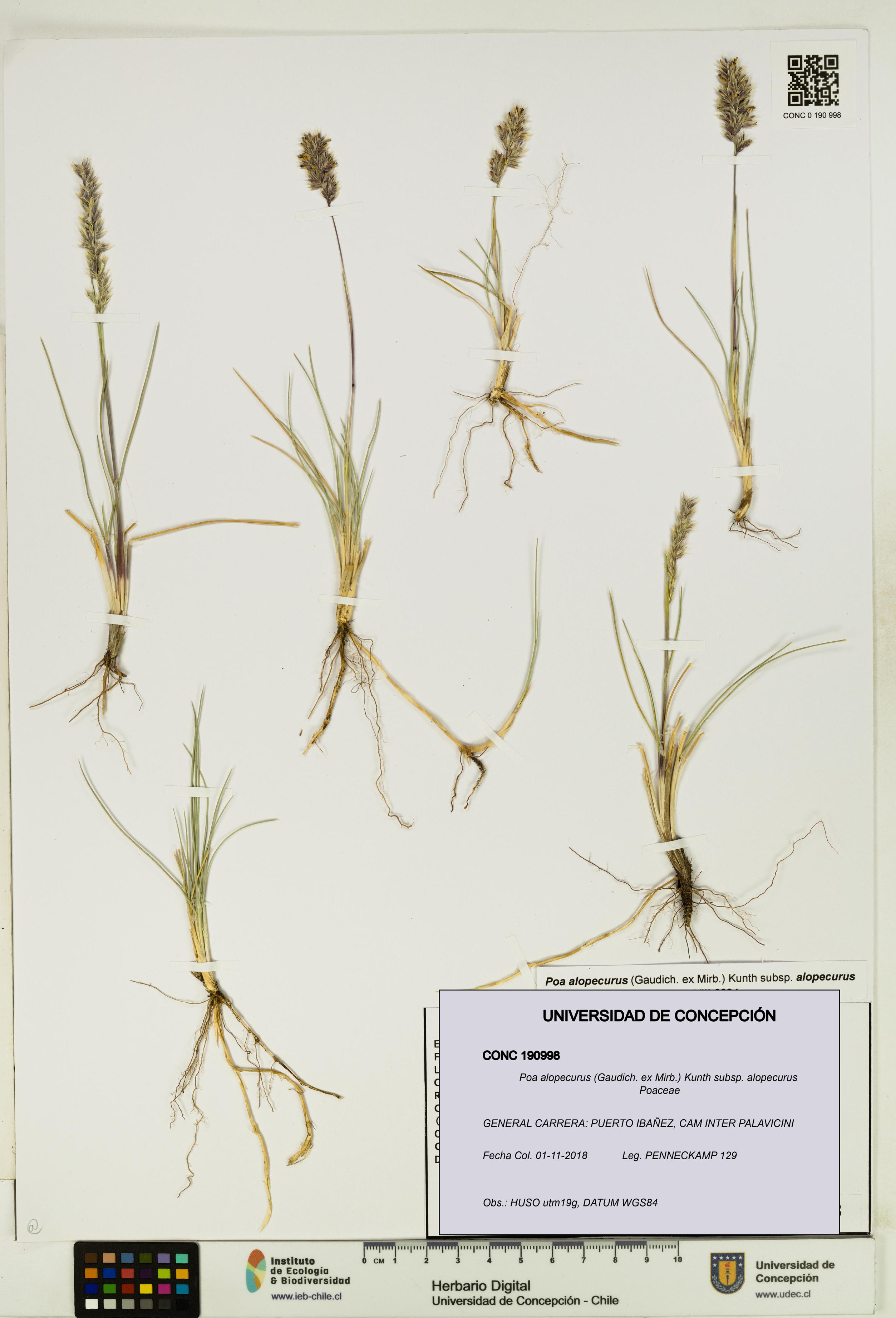 Poa alopecurus subsp. alopecurus [Espécimen: ]