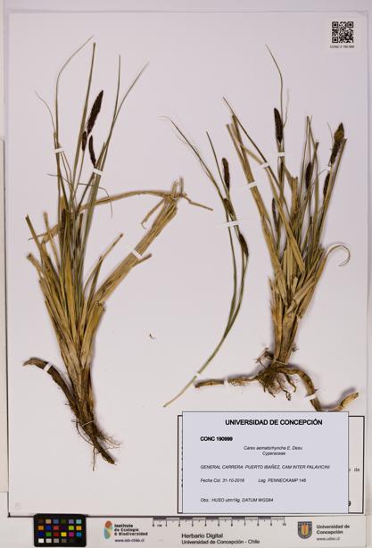 Carex aematorhyncha [Espécimen: UDEC:CONC:0190999]