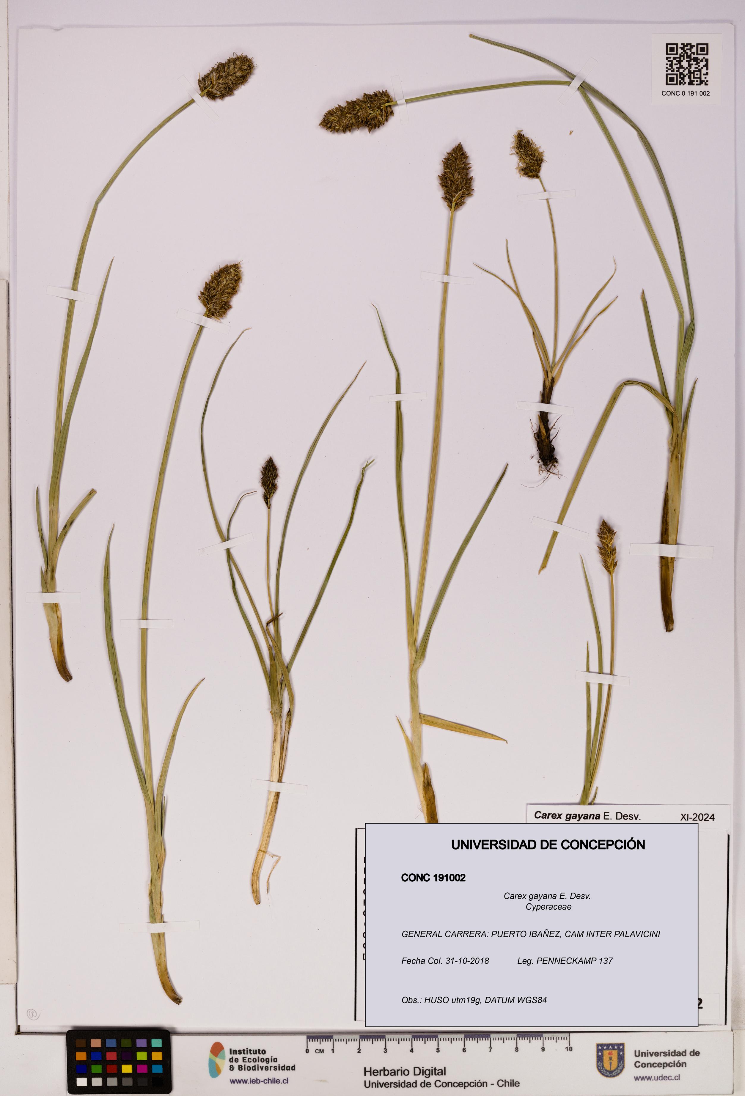 Carex gayana [Espécimen: UDEC:CONC:0191002]