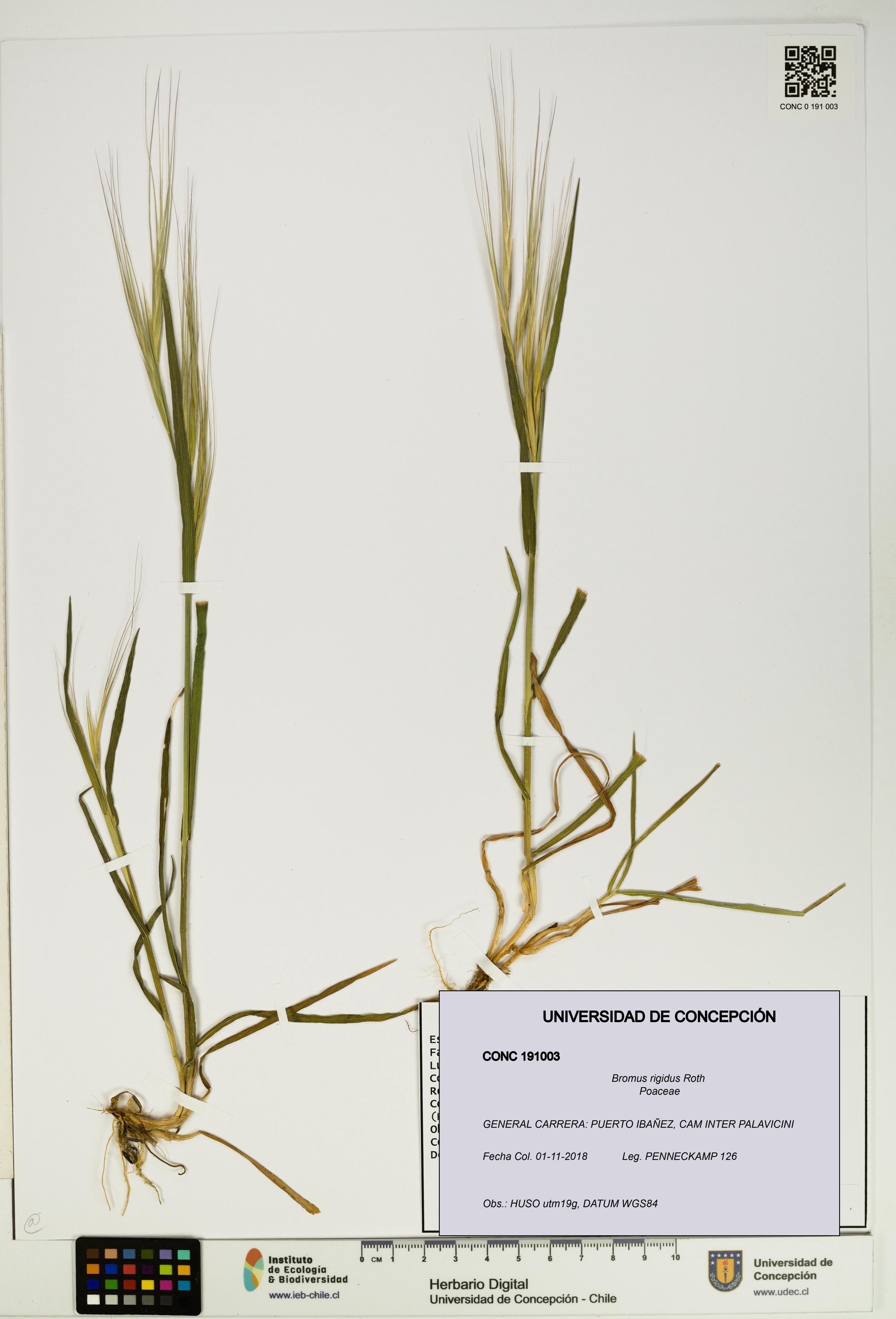 Bromus rigidus [Espécimen: ]