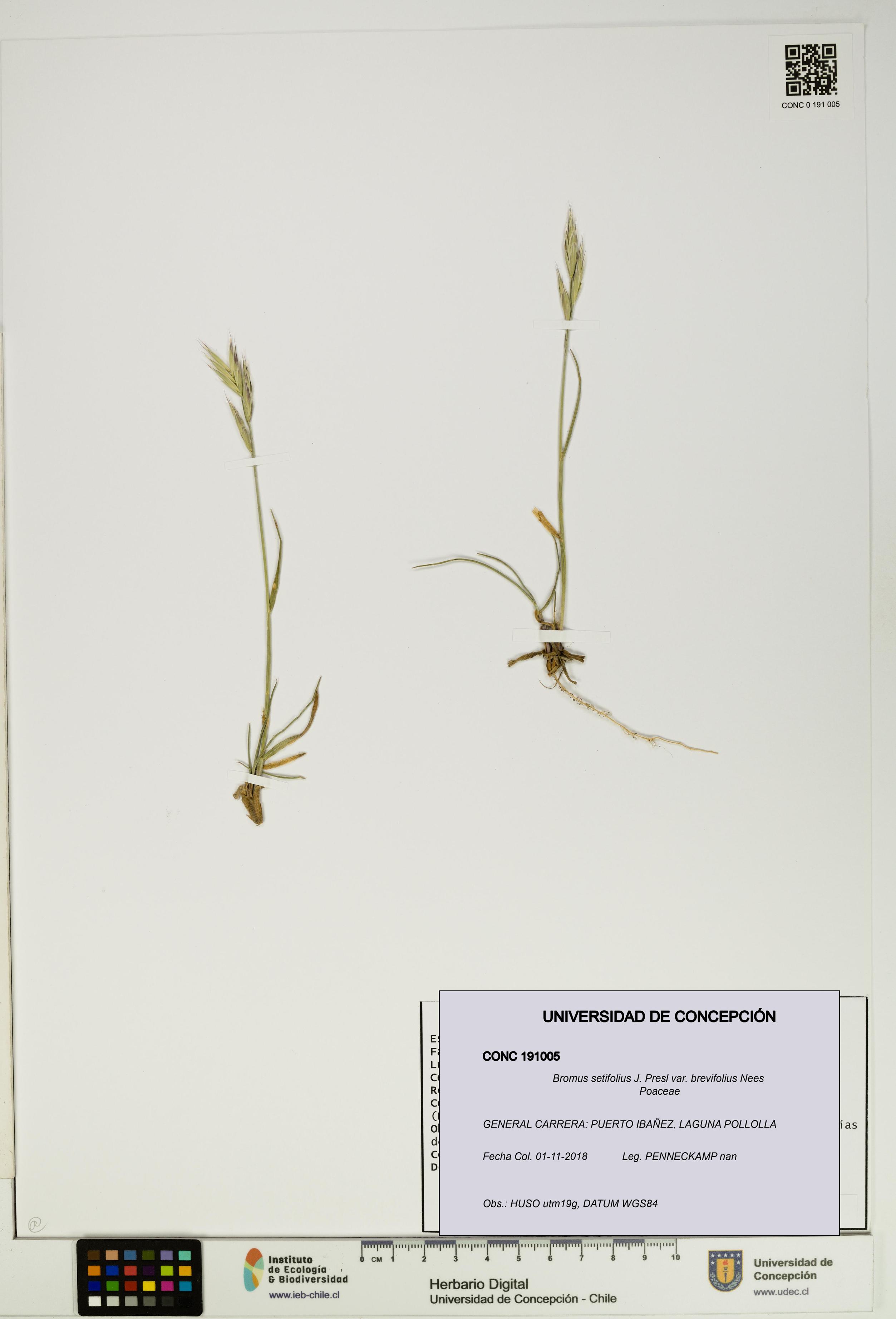 Bromus setifolius var. brevifolius [Espécimen: ]