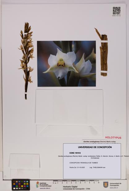 Gavilea cardioglossa subsp. cardioglossa [Espécimen: UDEC:CONC:0191012]