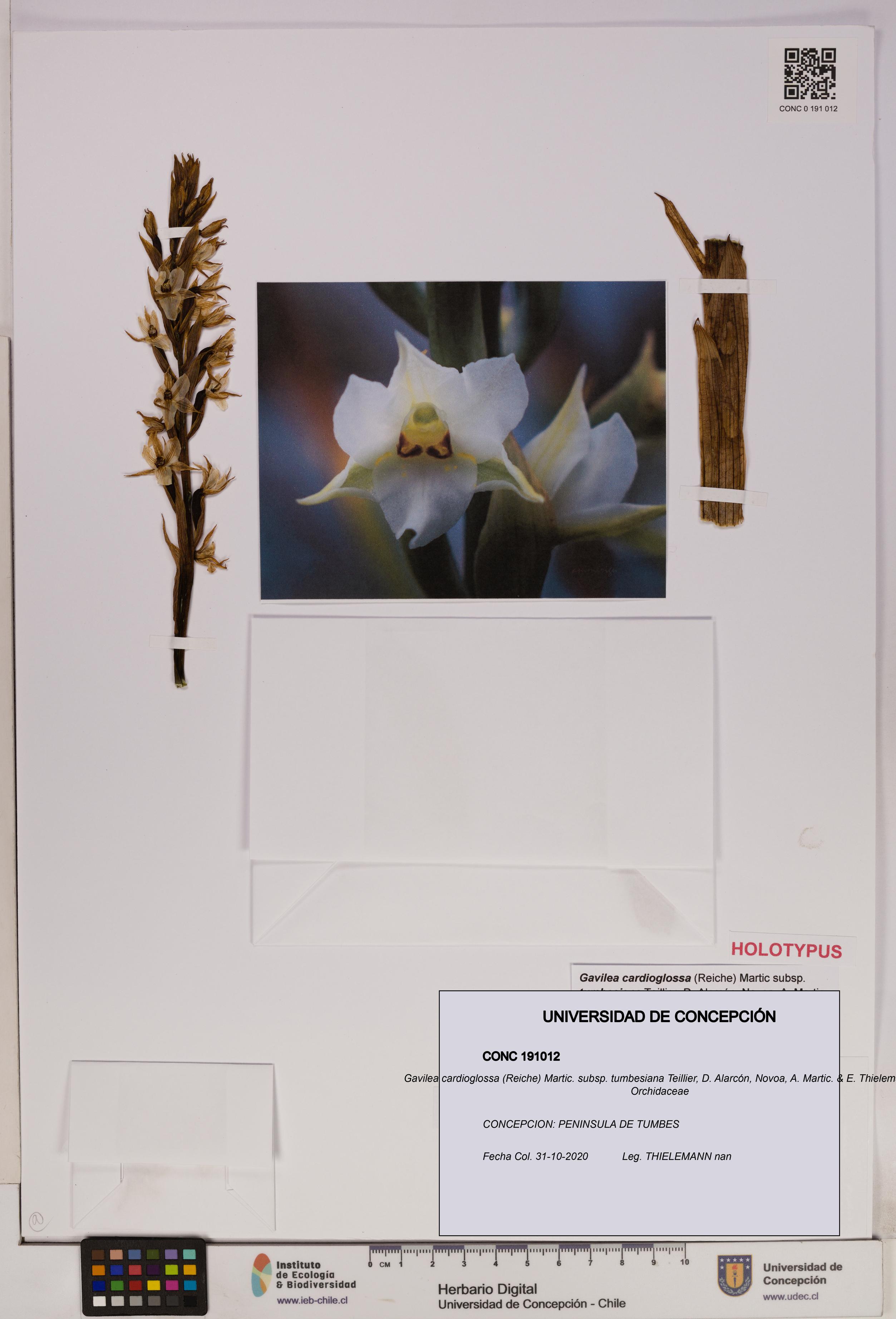 Gavilea cardioglossa subsp. cardioglossa [Espécimen: UDEC:CONC:0191012]