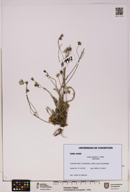 Crepis capillaris [Espécimen: UDEC:CONC:0191023]