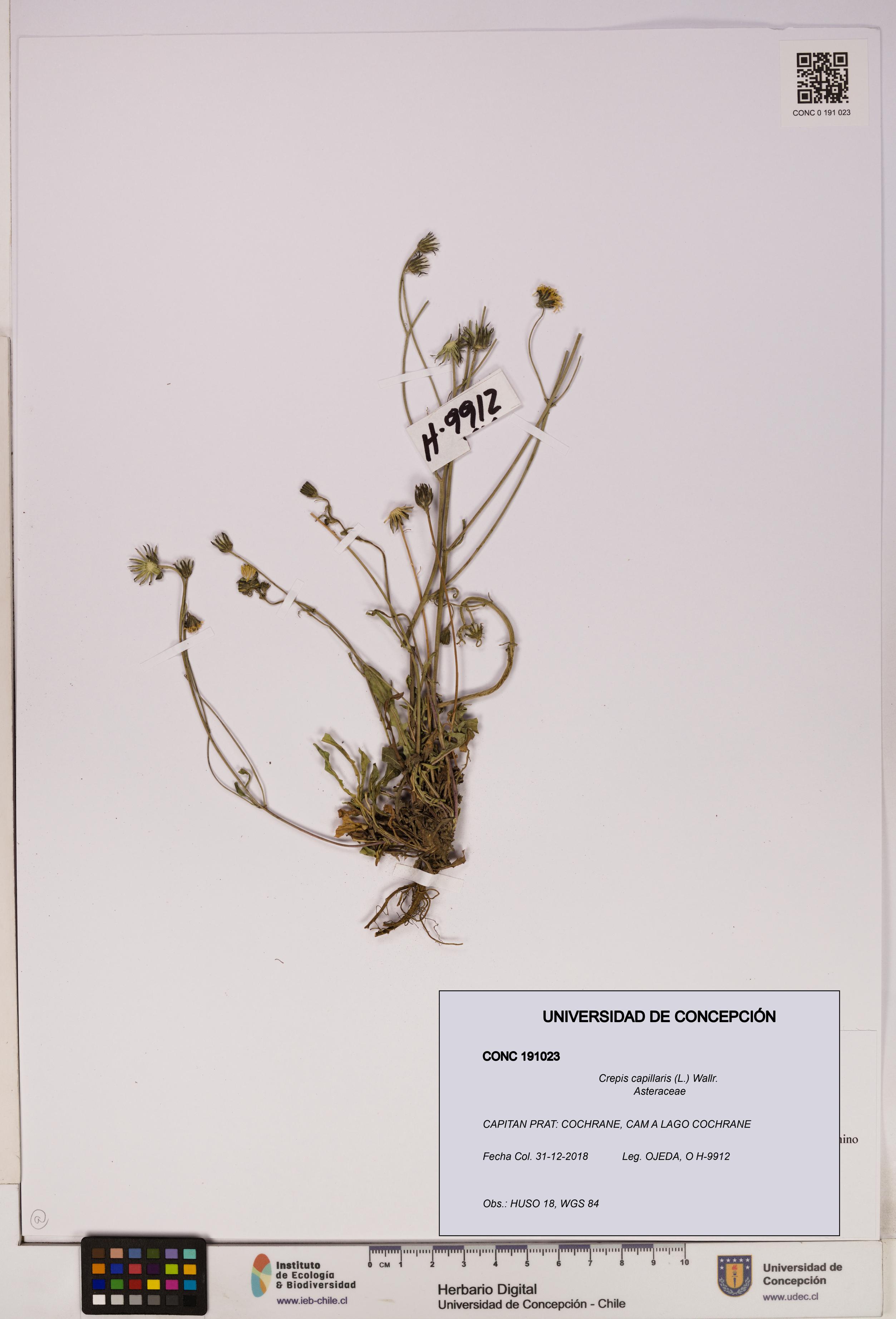 Crepis capillaris [Espécimen: UDEC:CONC:0191023]
