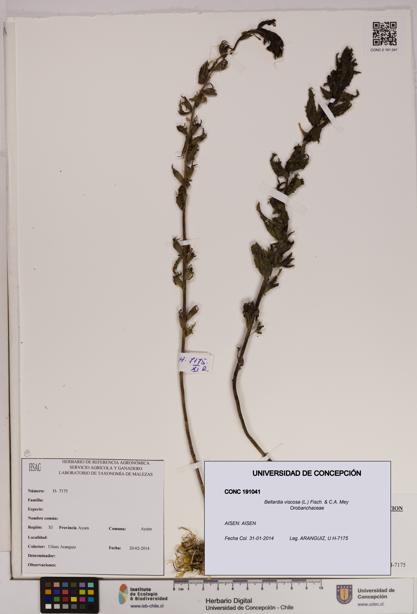 Bellardia viscosa [Espécimen: UDEC:CONC:0191041]