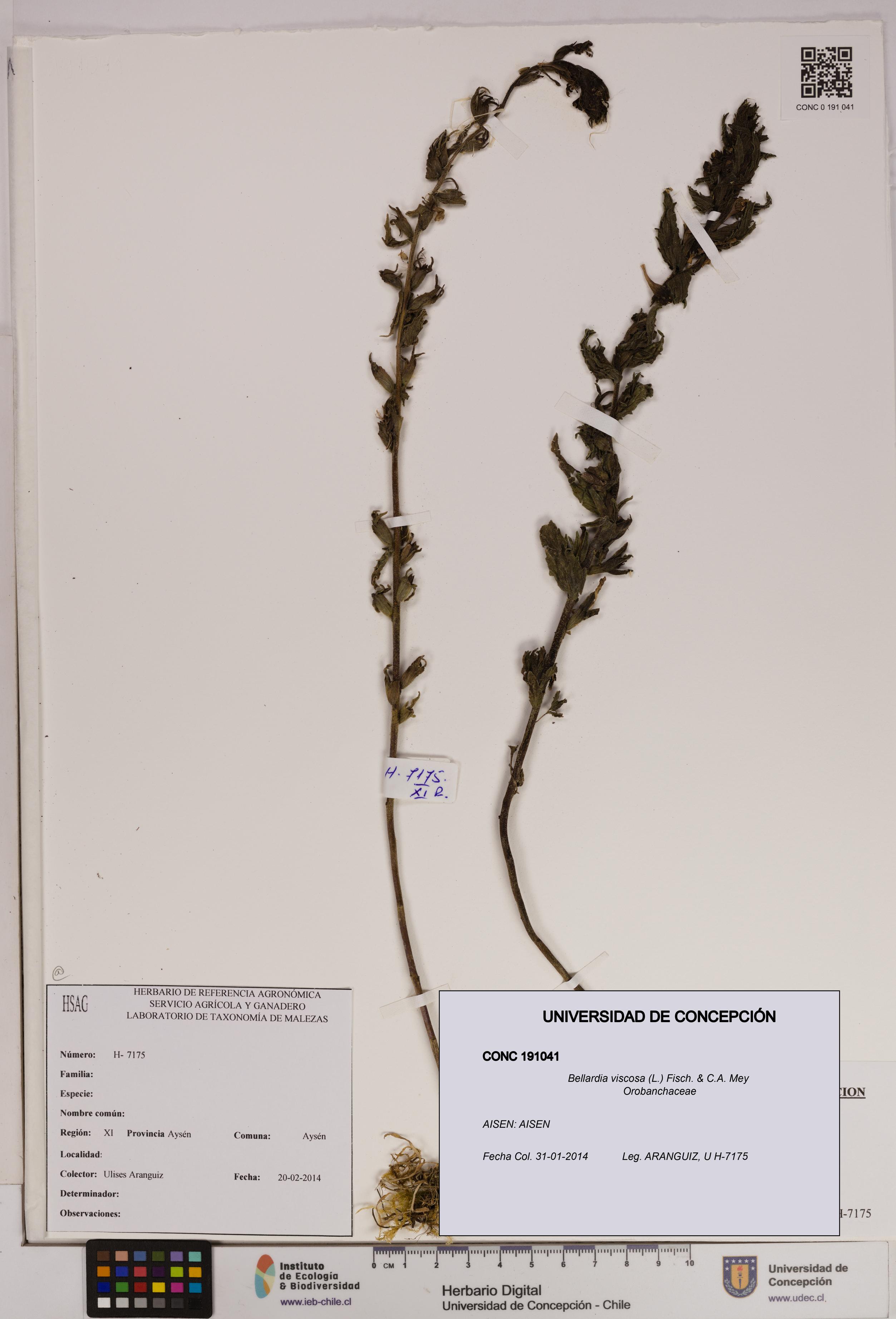 Bellardia viscosa [Espécimen: UDEC:CONC:0191041]