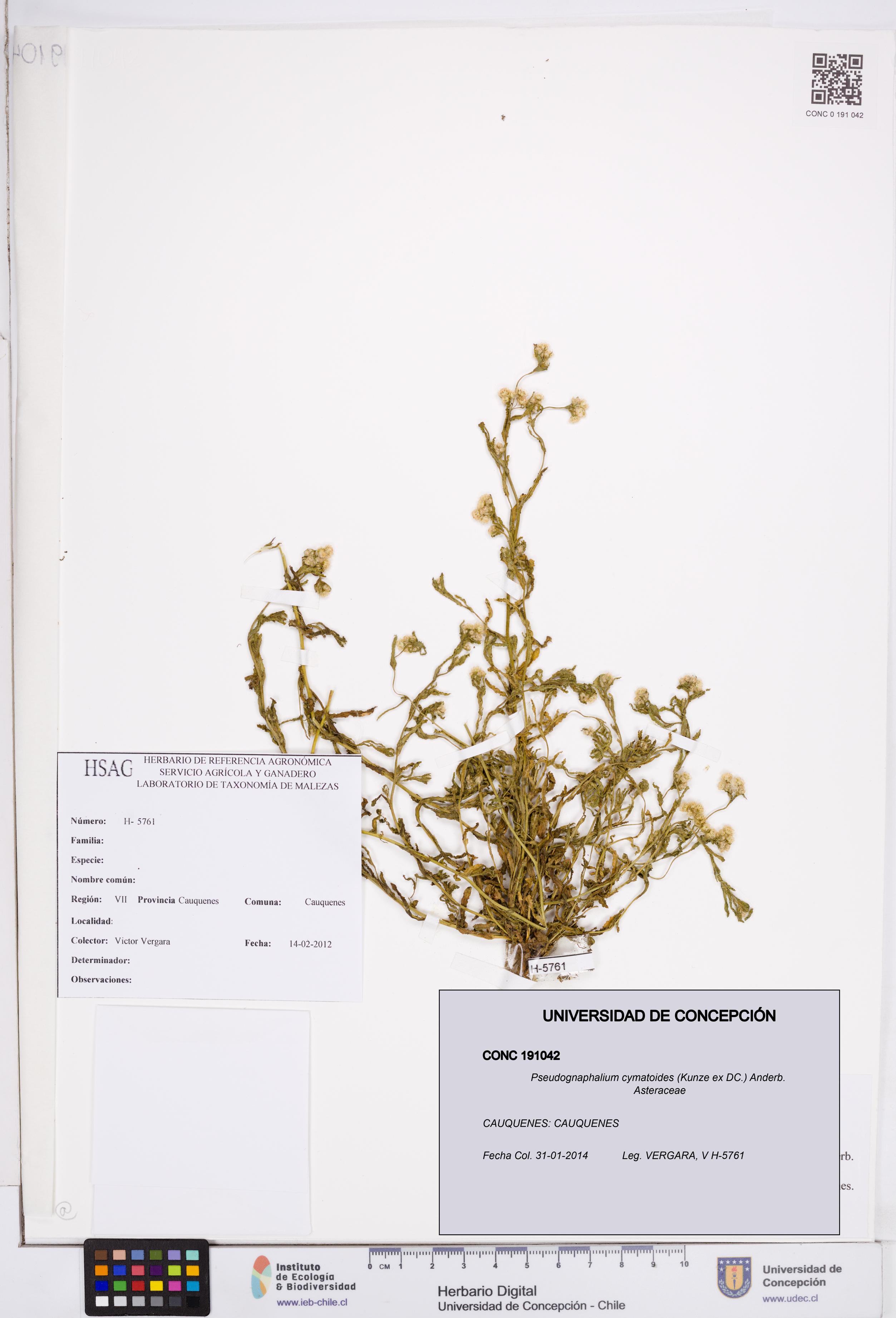 Pseudognaphalium cymatoides [Espécimen: ]