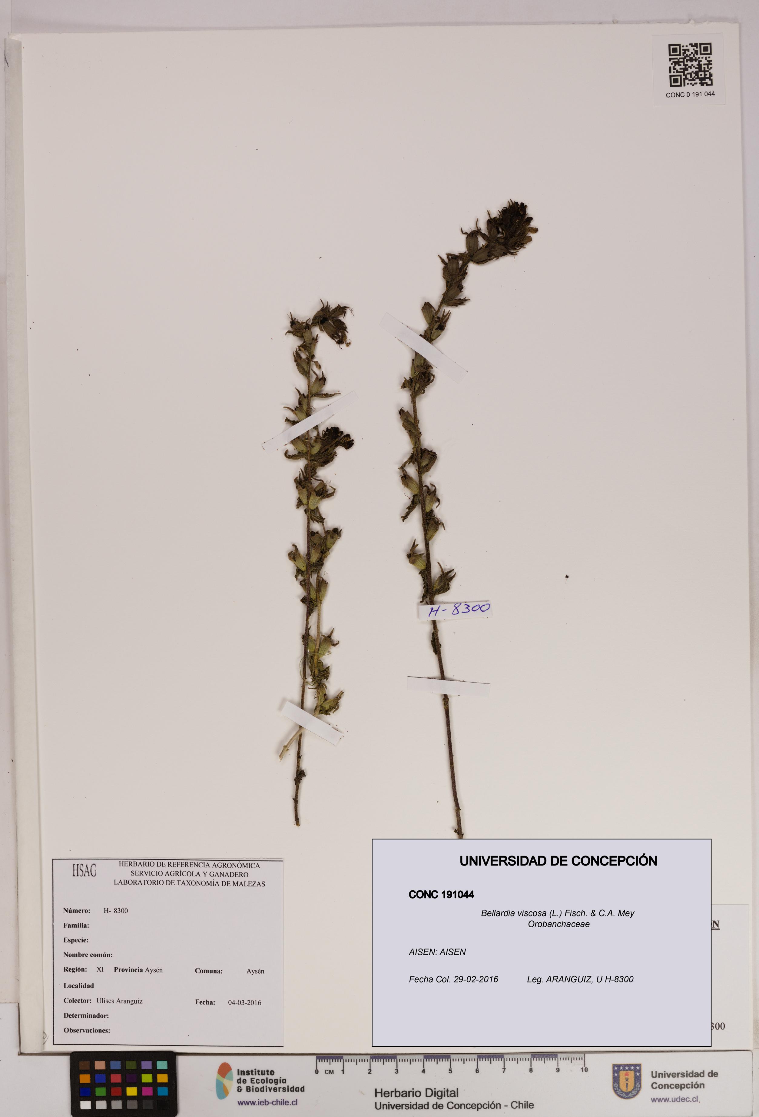 Bellardia viscosa [Espécimen: UDEC:CONC:0191044]