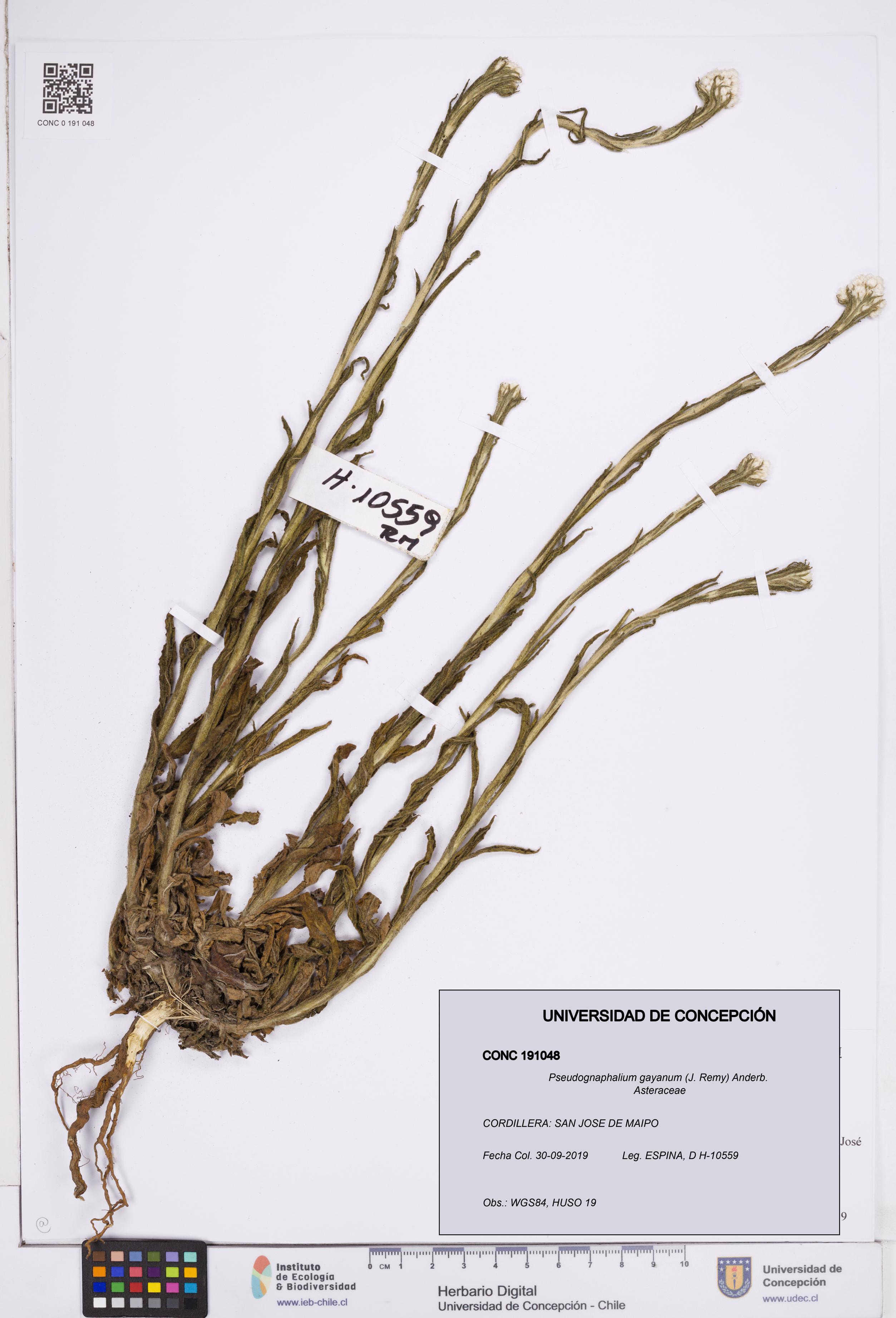 Pseudognaphalium gayanum [Espécimen: ]