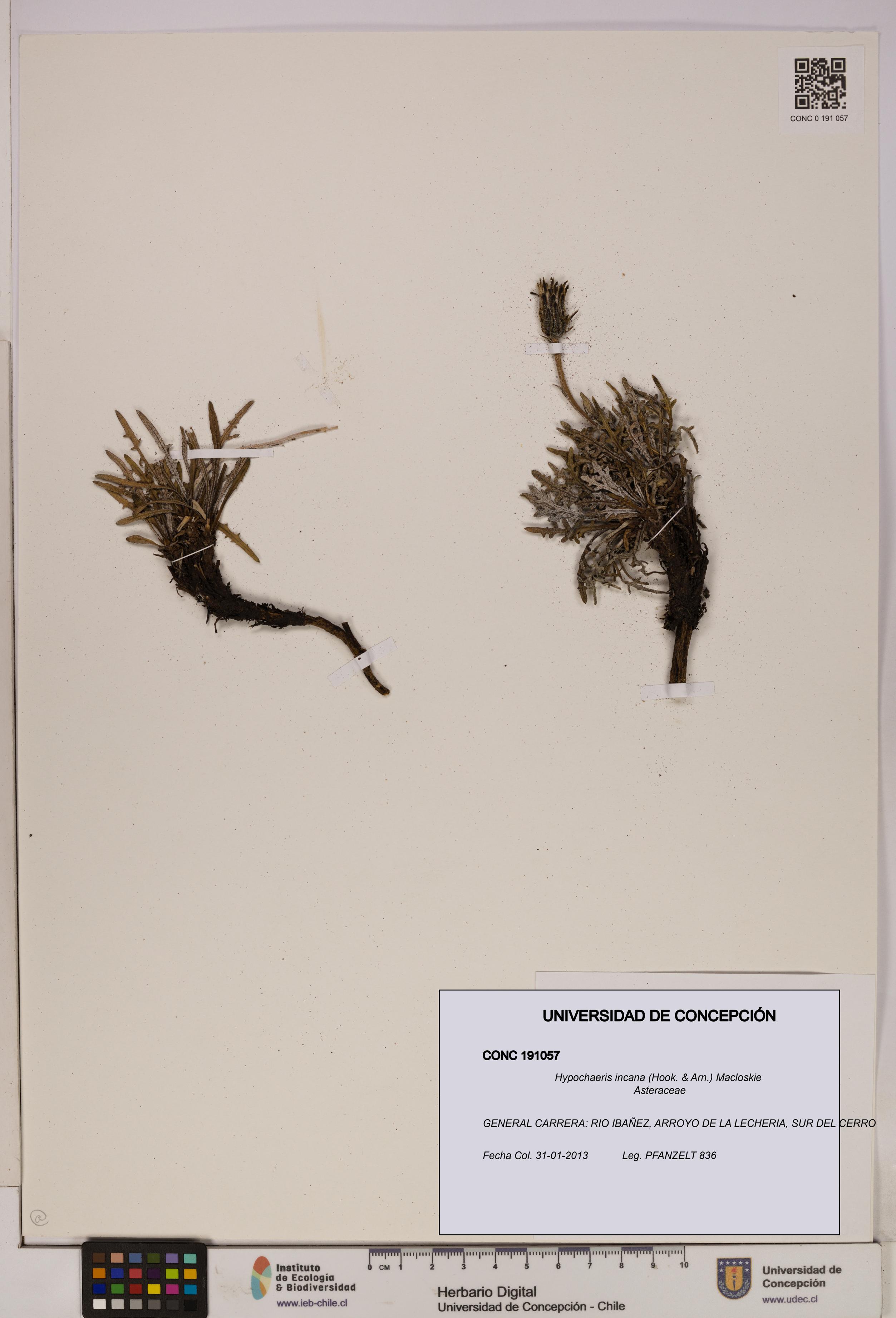 Hypochaeris incana [Espécimen: UDEC:CONC:0191057]
