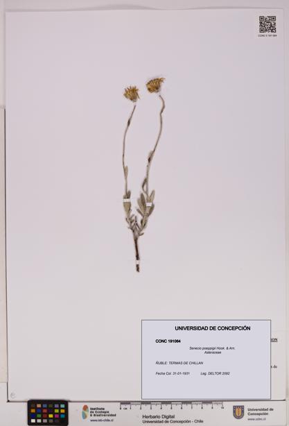 Senecio poeppigii [Espécimen: UDEC:CONC:0191064]