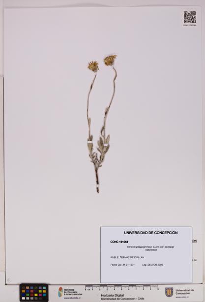 Senecio poeppigii var. poeppigii [Espécimen: ]