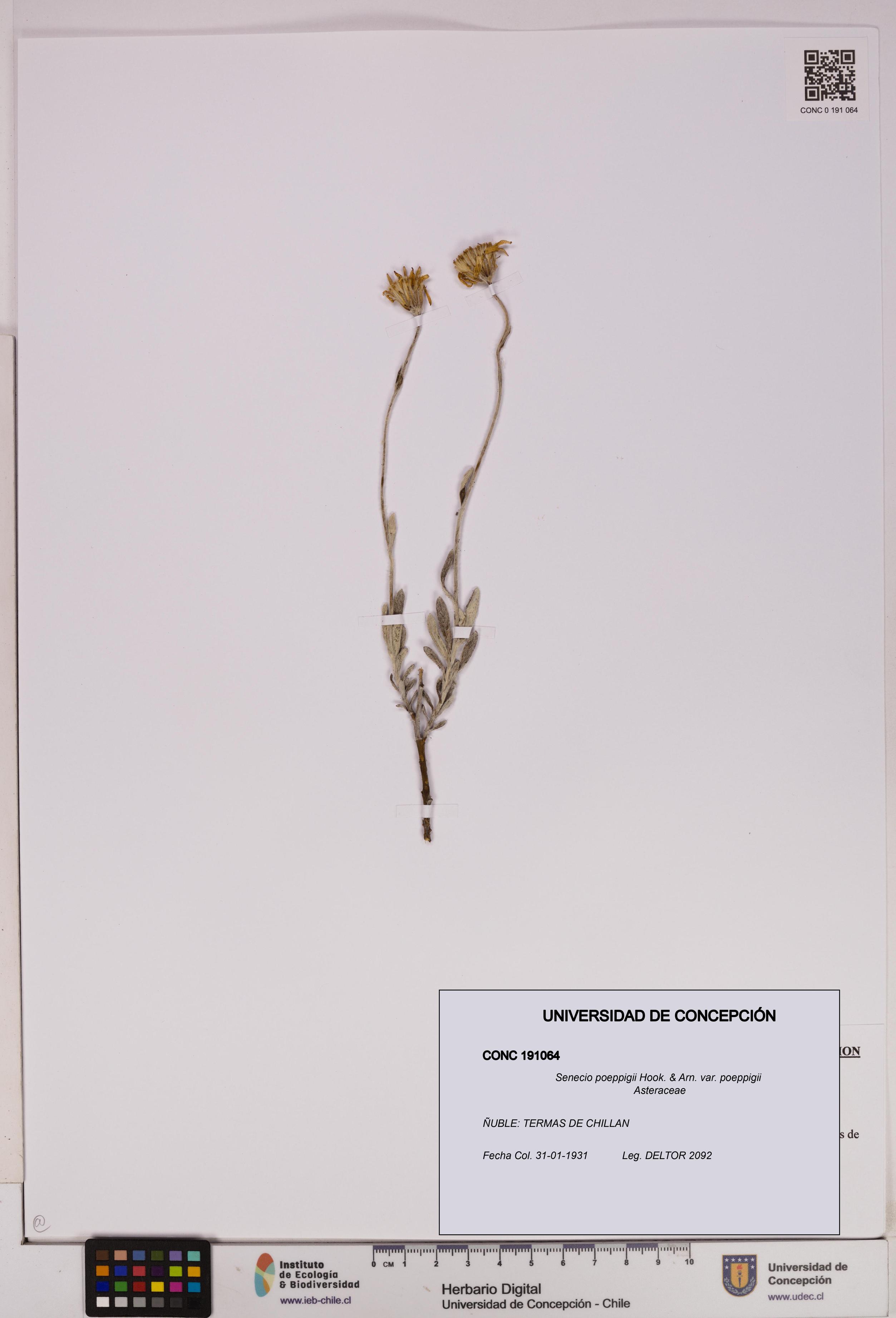 Senecio poeppigii var. poeppigii [Espécimen: ]