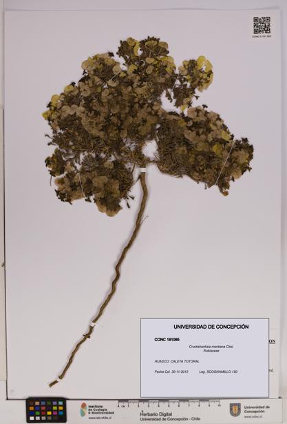 Cruckshanksia montiana [Espécimen: UDEC:CONC:0191065]