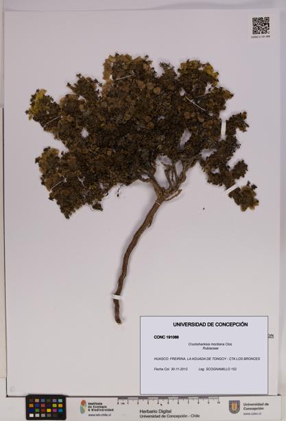 Cruckshanksia montiana [Espécimen: UDEC:CONC:0191066]