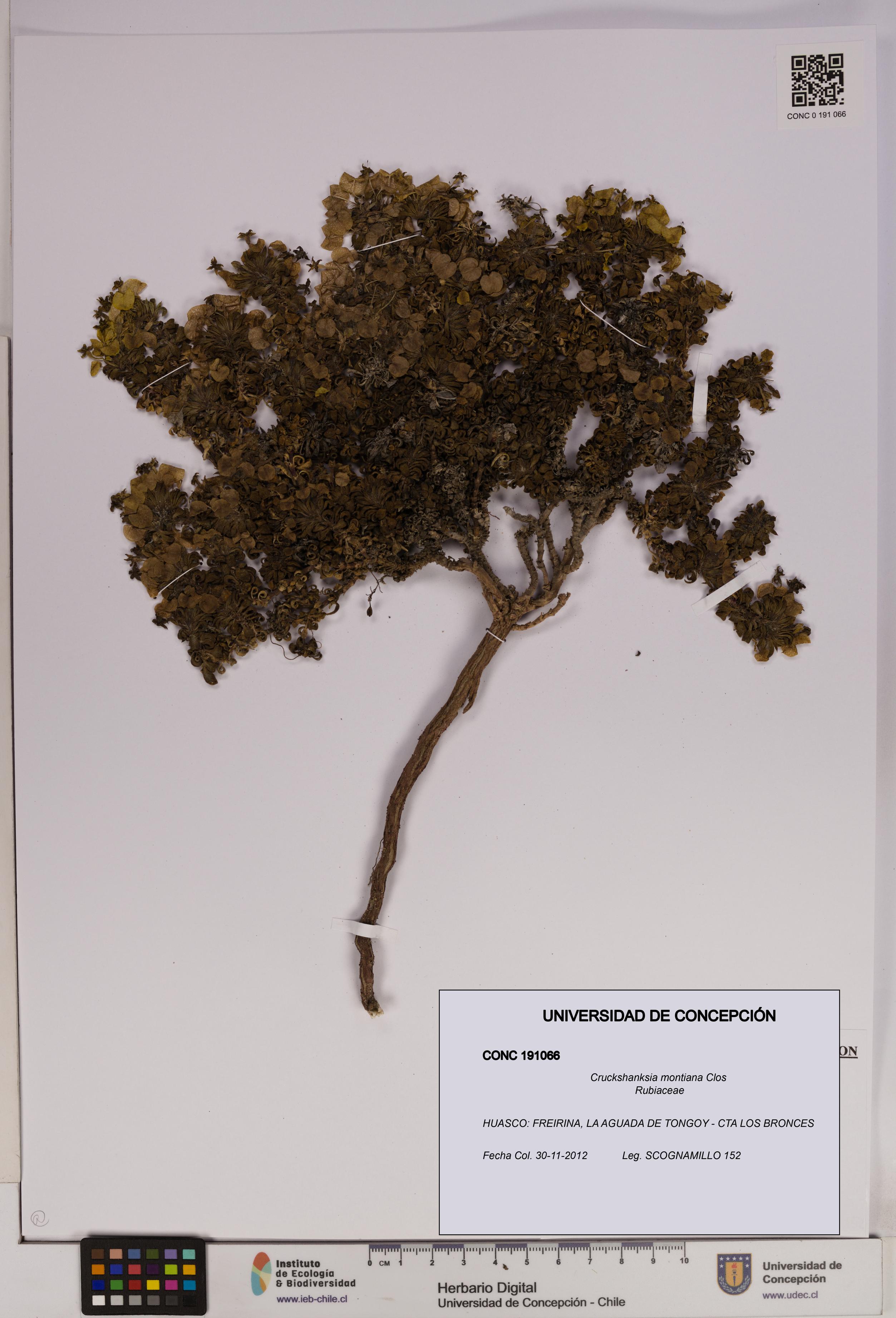 Cruckshanksia montiana [Espécimen: UDEC:CONC:0191066]