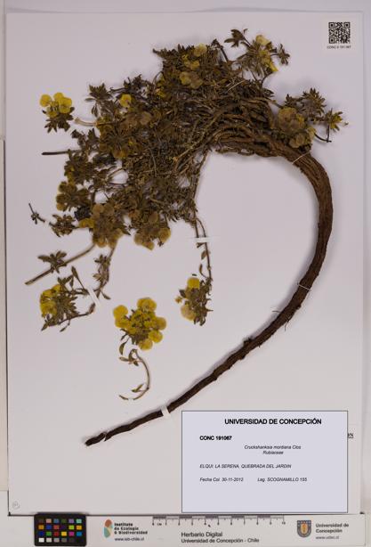 Cruckshanksia montiana [Espécimen: UDEC:CONC:0191067]