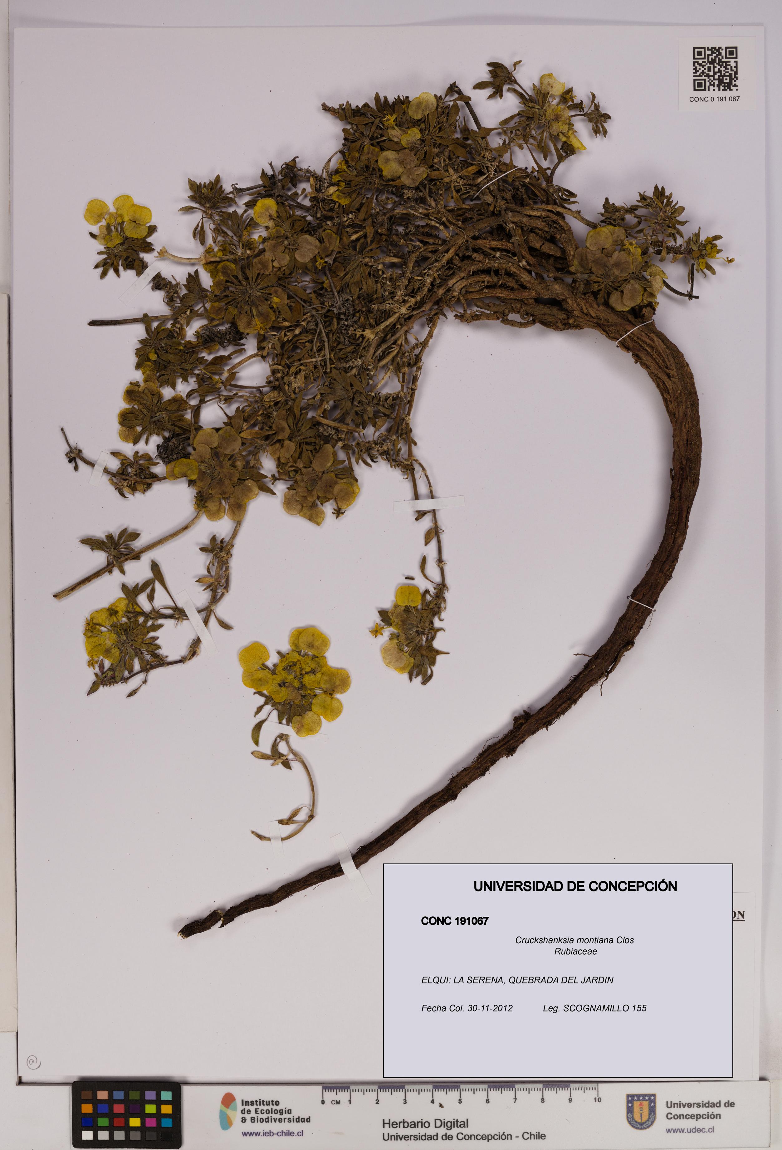 Cruckshanksia montiana [Espécimen: UDEC:CONC:0191067]