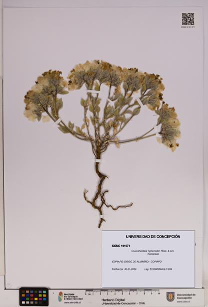 Cruckshanksia hymenodon [Espécimen: UDEC:CONC:0191071]