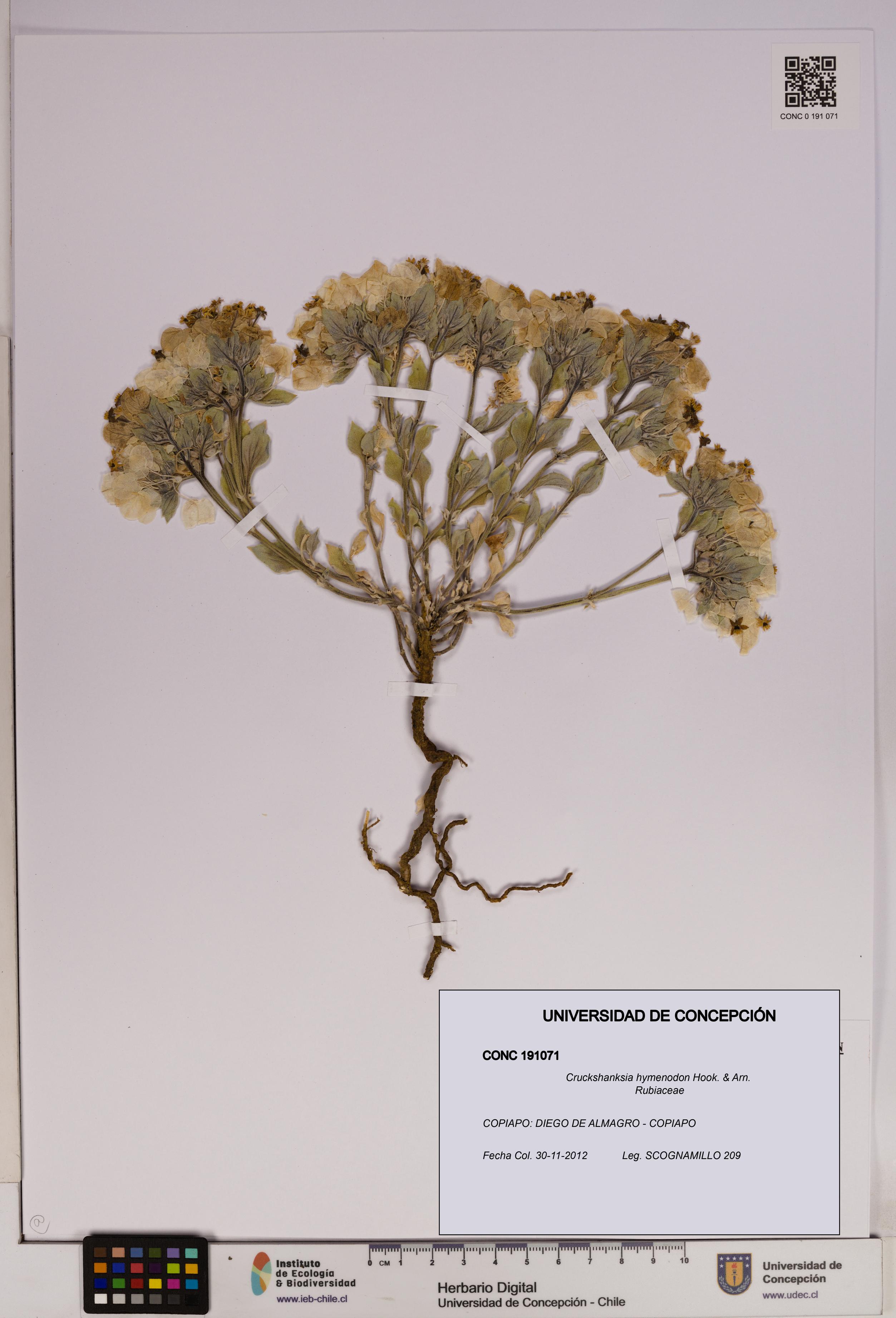 Cruckshanksia hymenodon [Espécimen: UDEC:CONC:0191071]