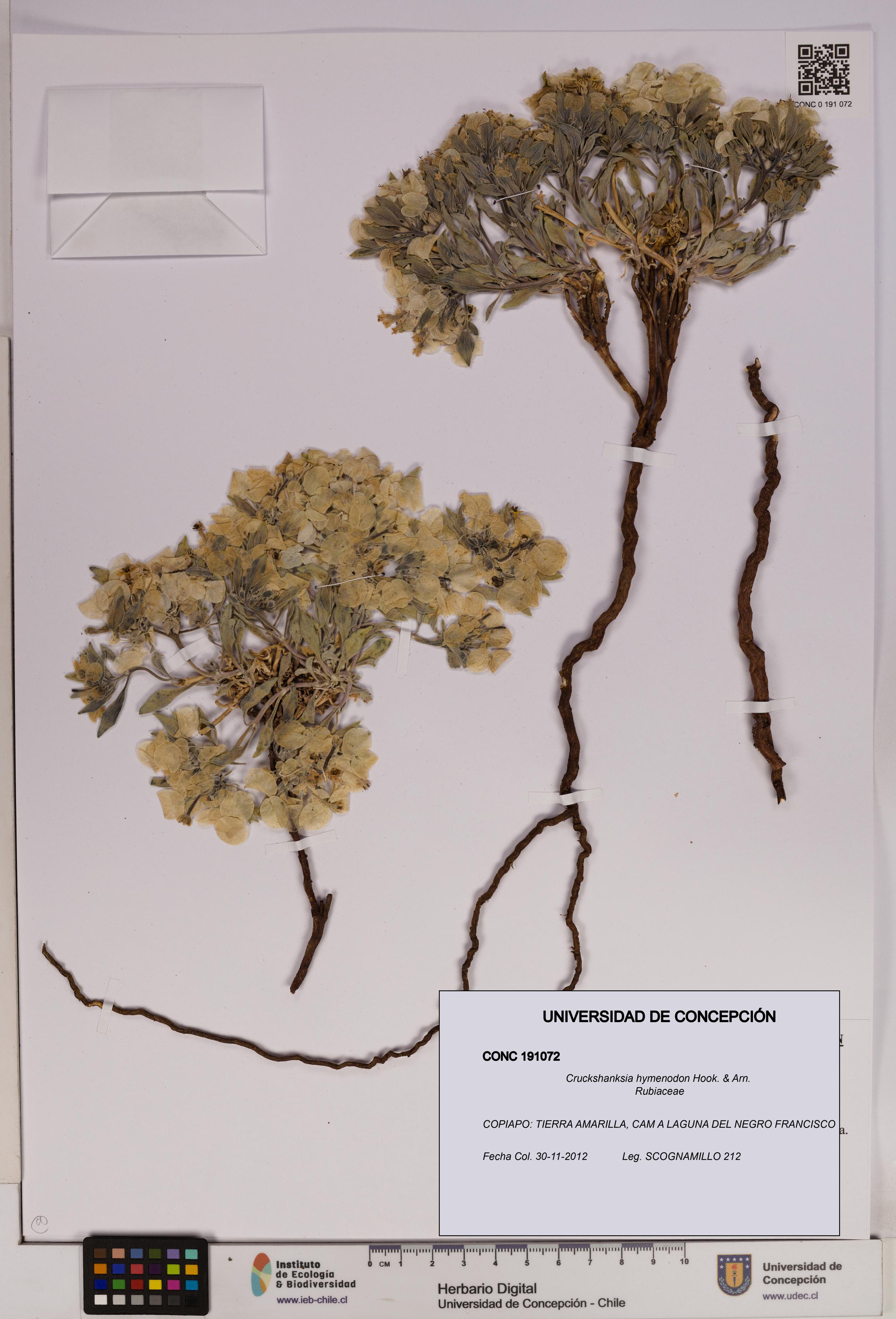 Cruckshanksia hymenodon [Espécimen: UDEC:CONC:0191072]