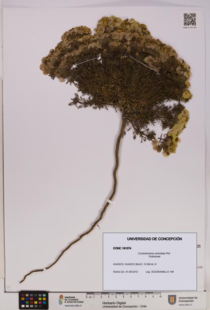 Cruckshanksia verticillata [Espécimen: UDEC:CONC:0191074]