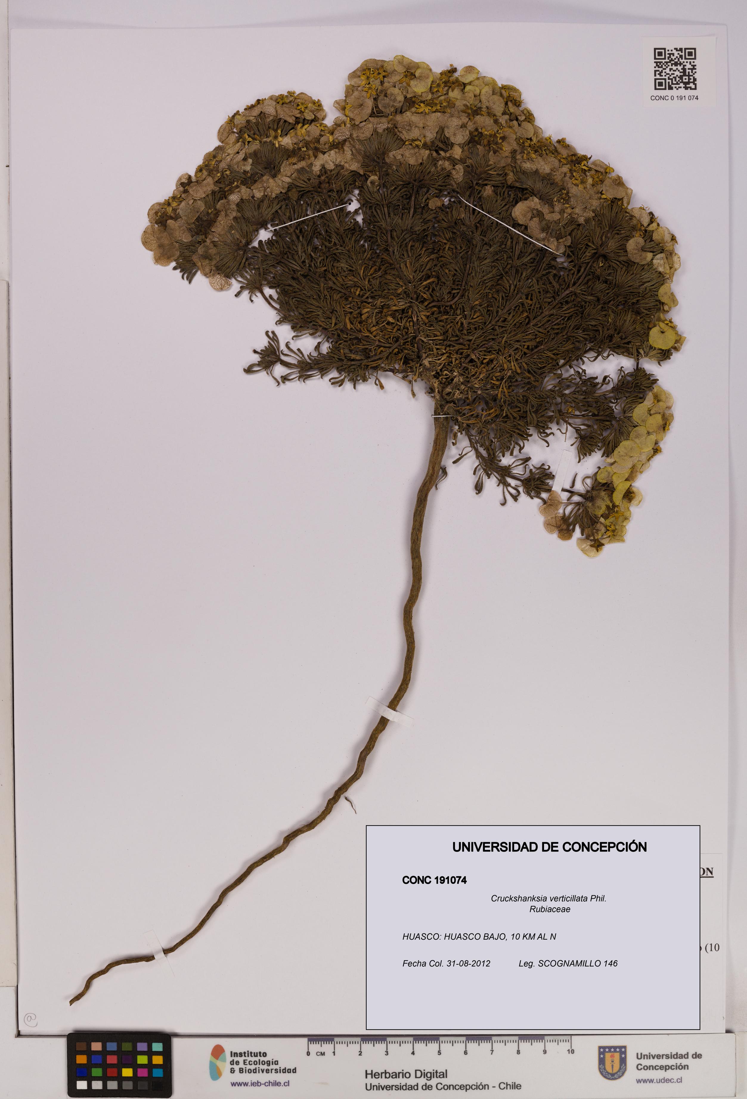 Cruckshanksia verticillata [Espécimen: UDEC:CONC:0191074]