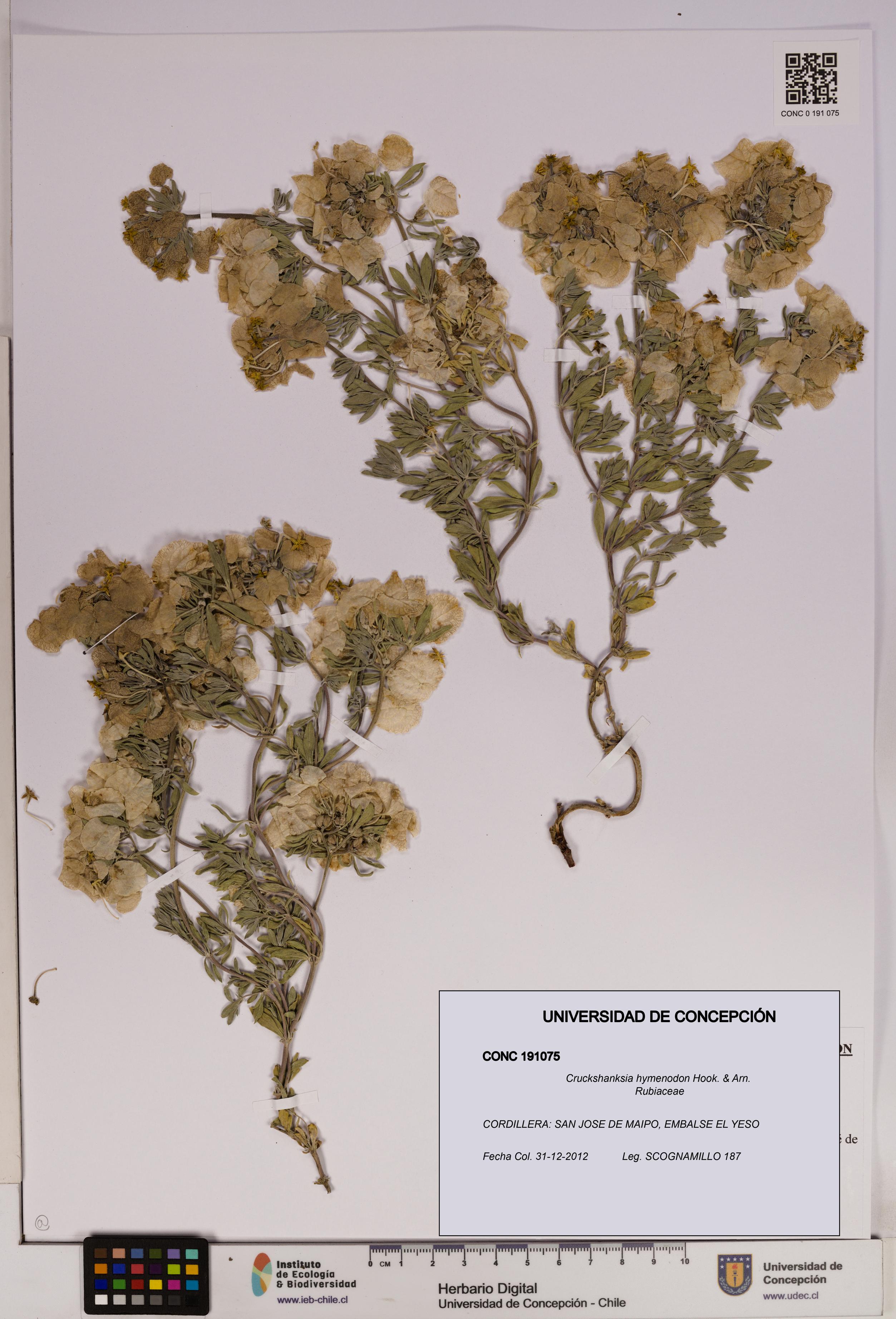 Cruckshanksia hymenodon [Espécimen: UDEC:CONC:0191075]