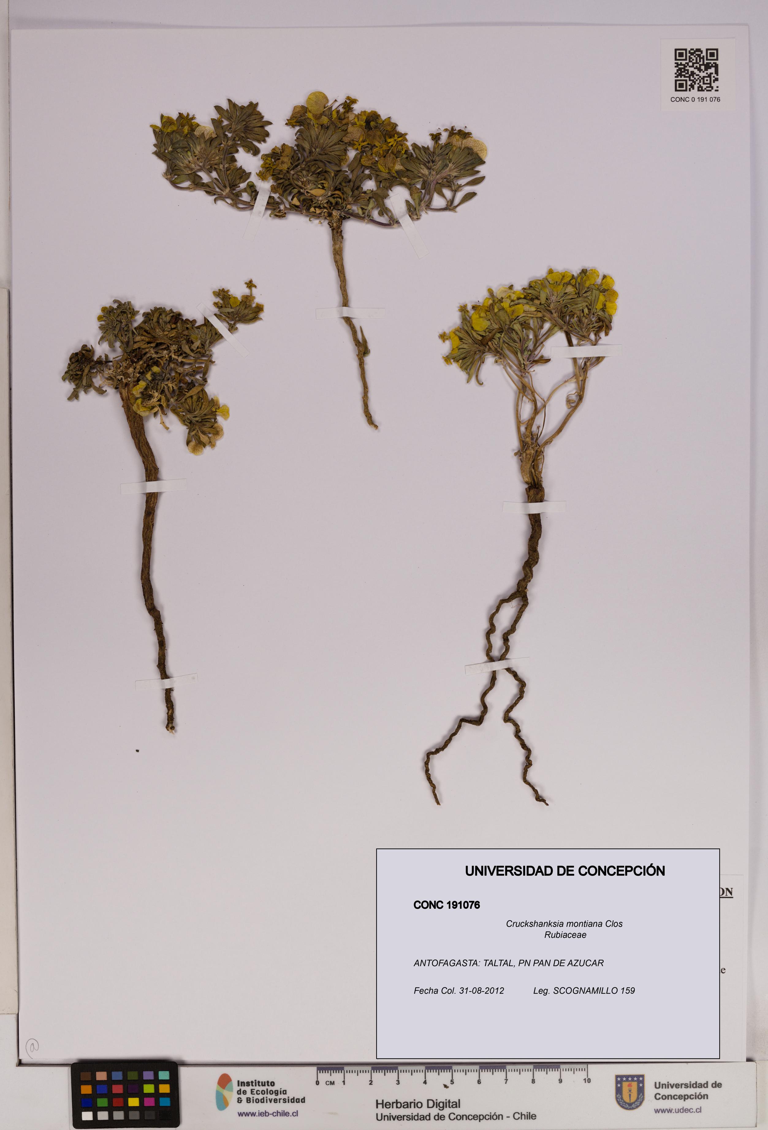 Cruckshanksia montiana [Espécimen: UDEC:CONC:0191076]