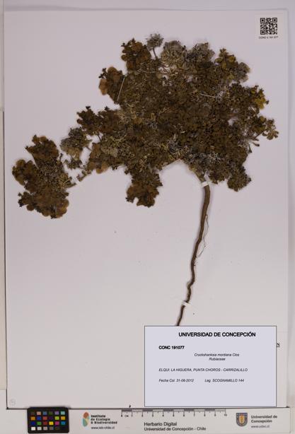 Cruckshanksia montiana [Espécimen: UDEC:CONC:0191077]