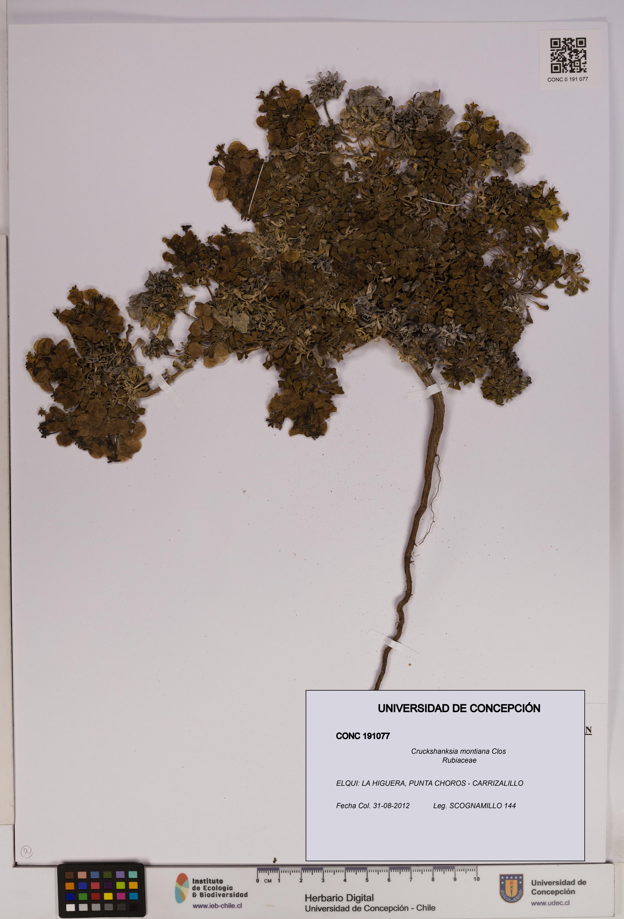 Cruckshanksia montiana [Espécimen: UDEC:CONC:0191077]