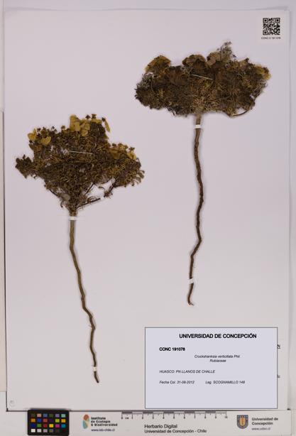 Cruckshanksia verticillata [Espécimen: UDEC:CONC:0191078]