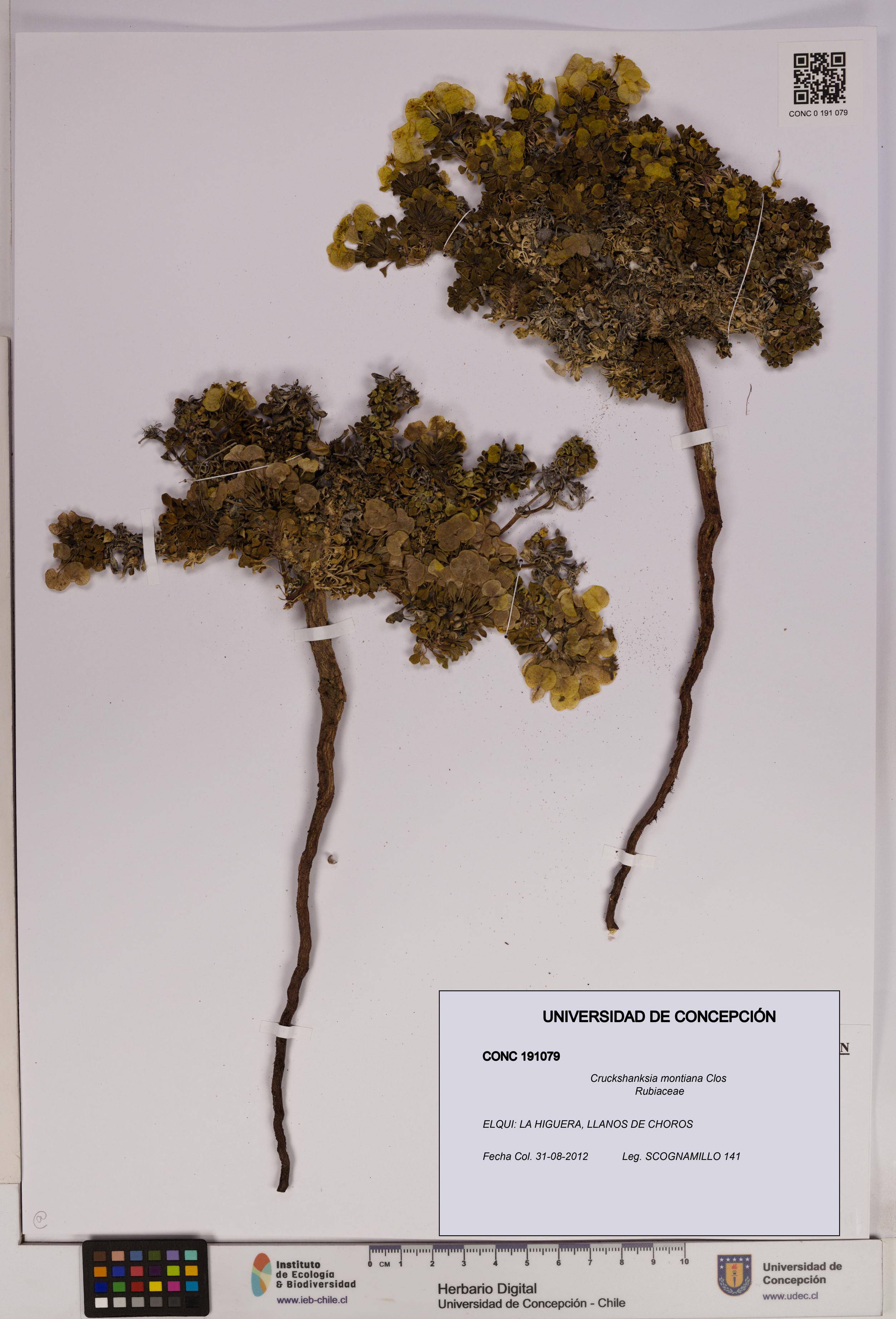 Cruckshanksia montiana [Espécimen: UDEC:CONC:0191079]