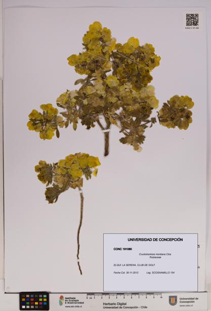 Cruckshanksia montiana [Espécimen: UDEC:CONC:0191080]