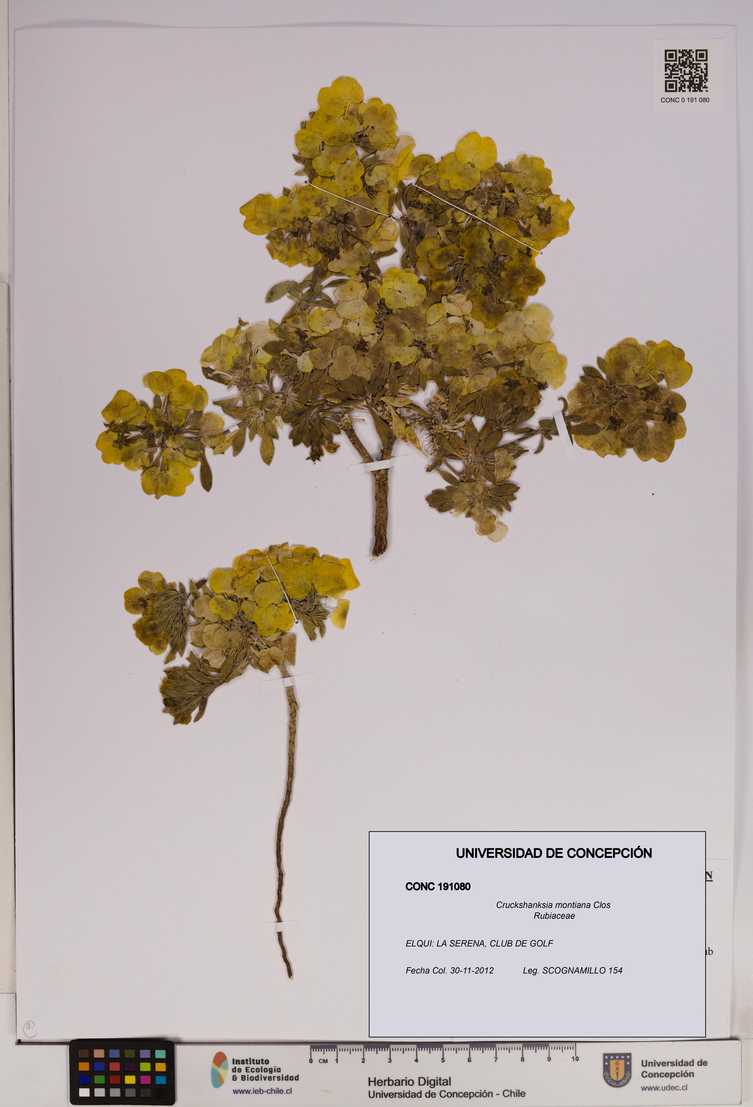 Cruckshanksia montiana [Espécimen: UDEC:CONC:0191080]