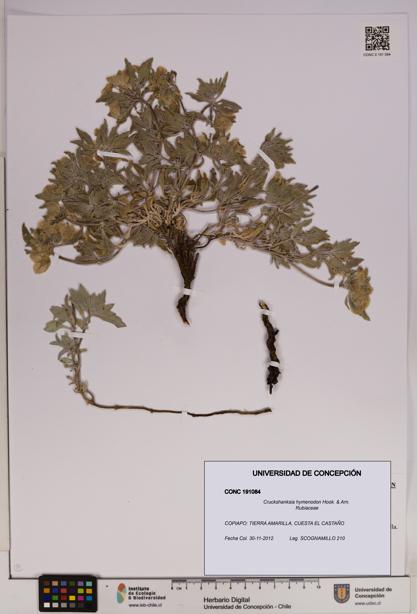 Cruckshanksia hymenodon [Espécimen: UDEC:CONC:0191084]