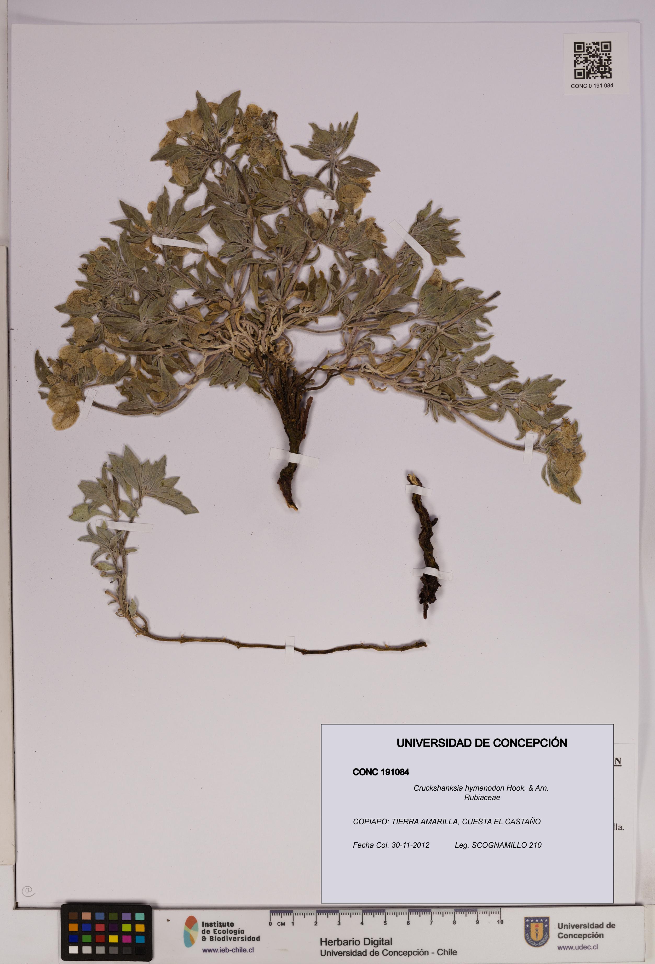 Cruckshanksia hymenodon [Espécimen: UDEC:CONC:0191084]